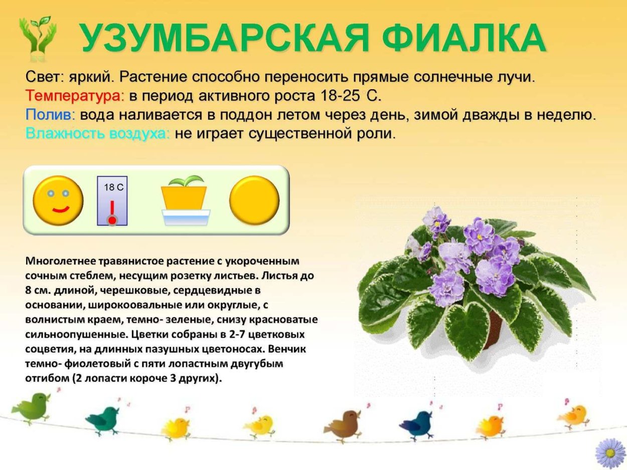 Паспорт комнатного растения фиалка узамбарская