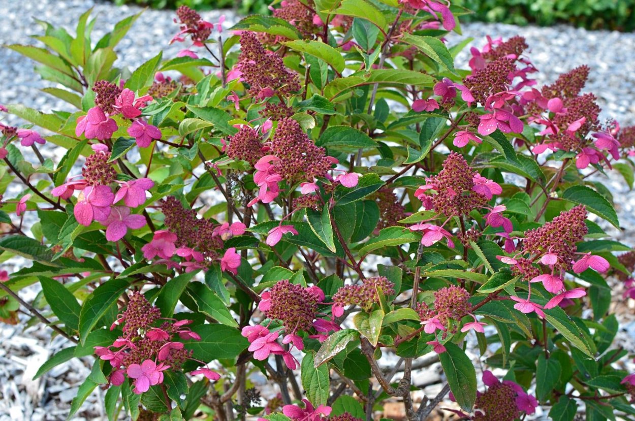 Гортензия древовидная Annabelle