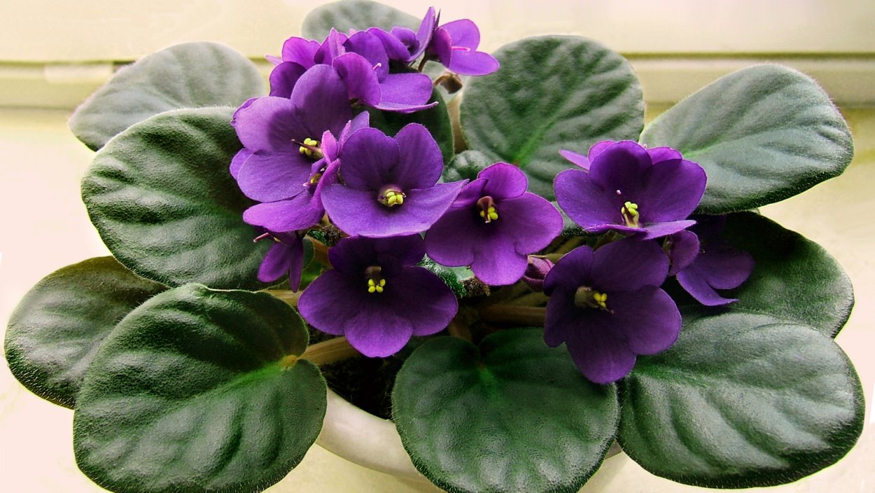 Цветы фиалки комнатные суеверия