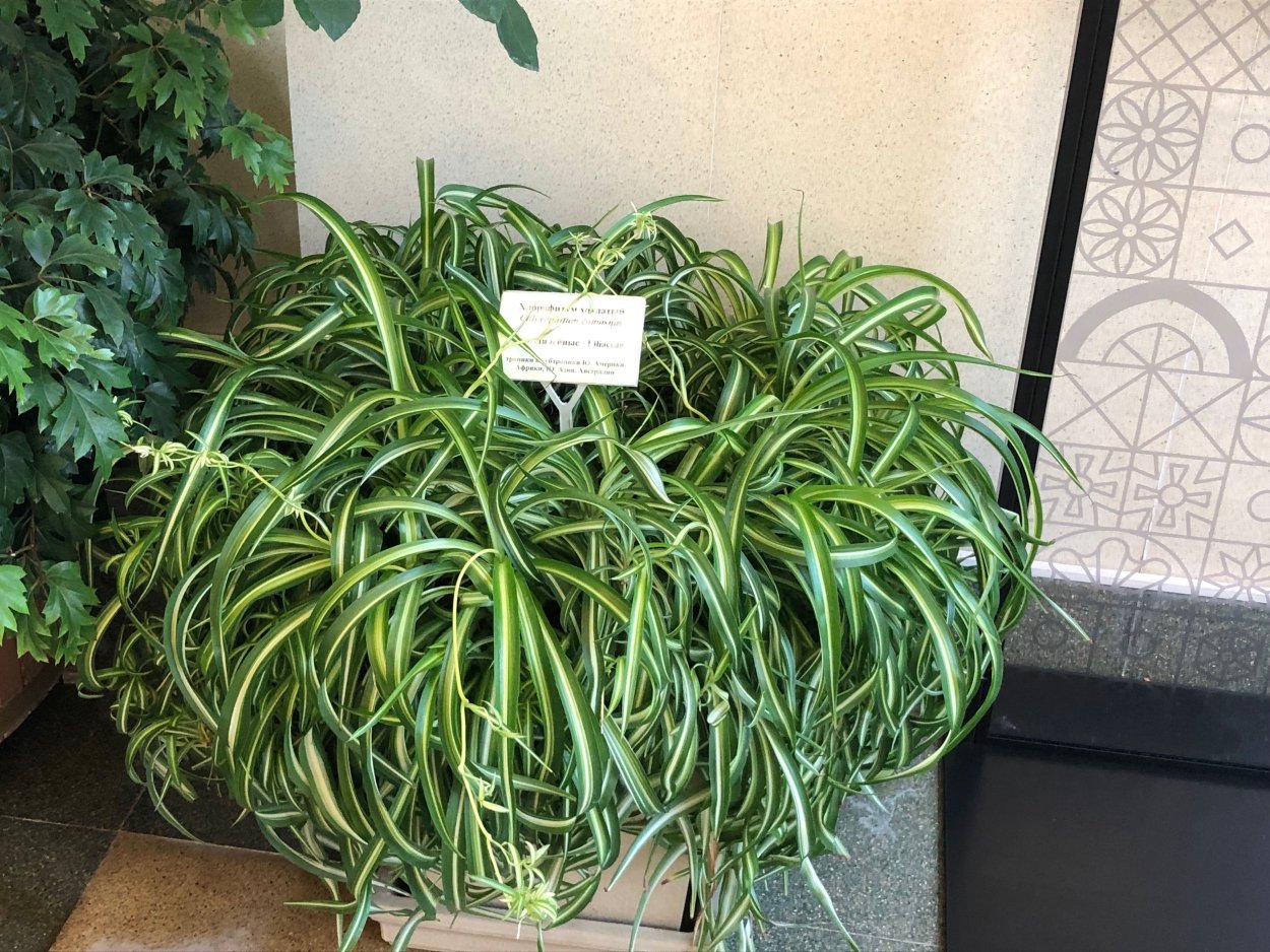 Хлорофитум Осока