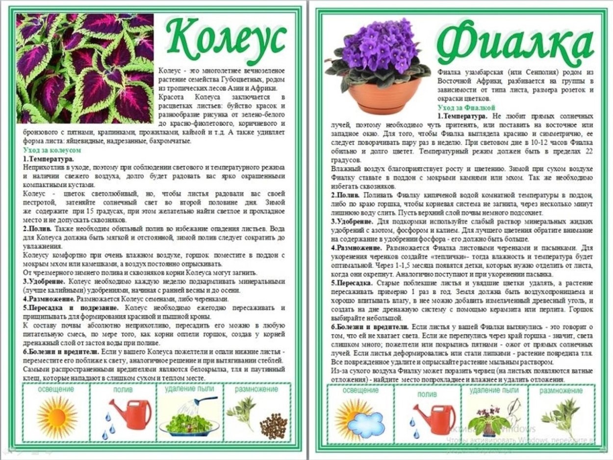 Паспорт комнатных растений в детском саду фиалка