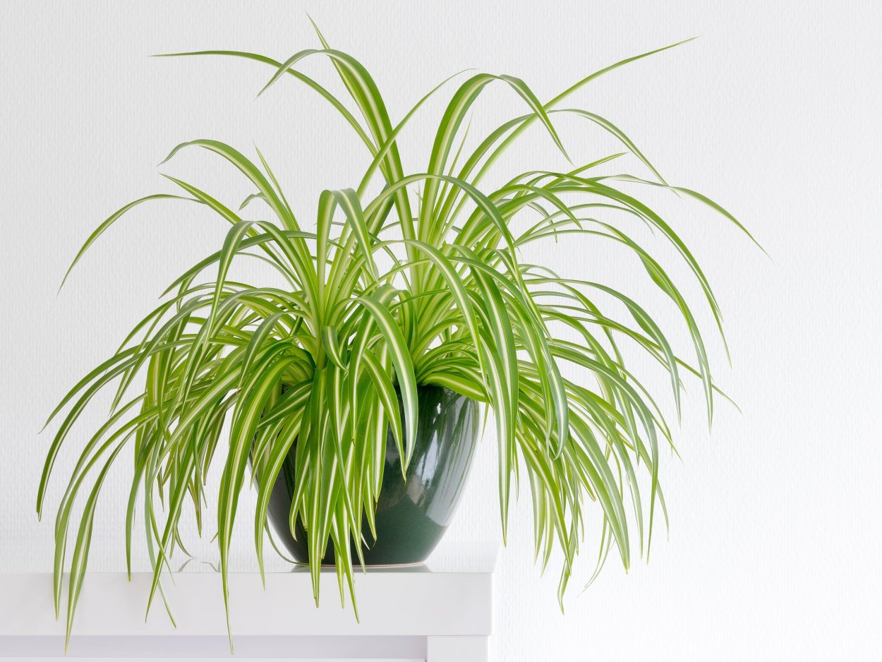 Хлорофитум Виттатум