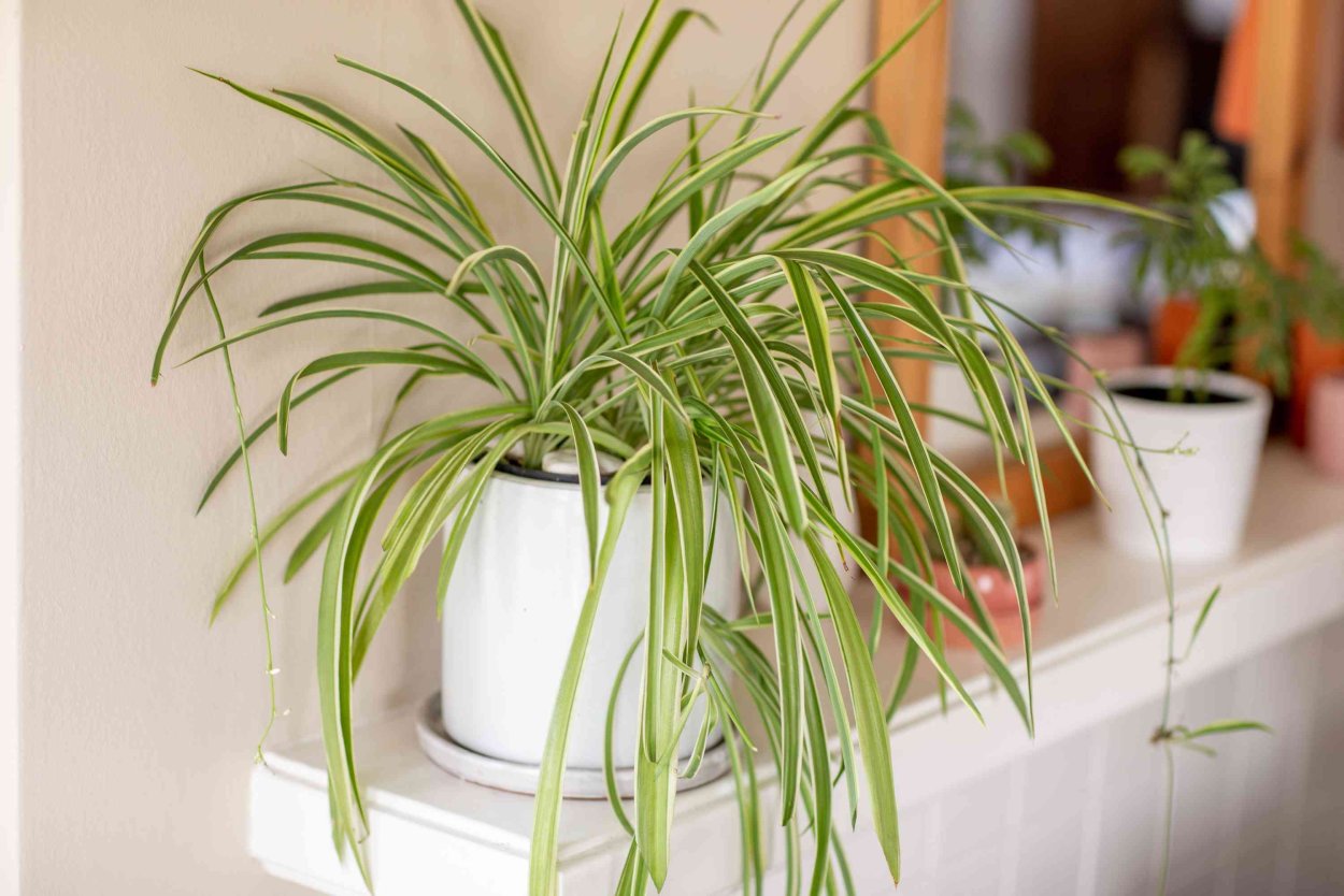 Алгоритм ухода за растениями