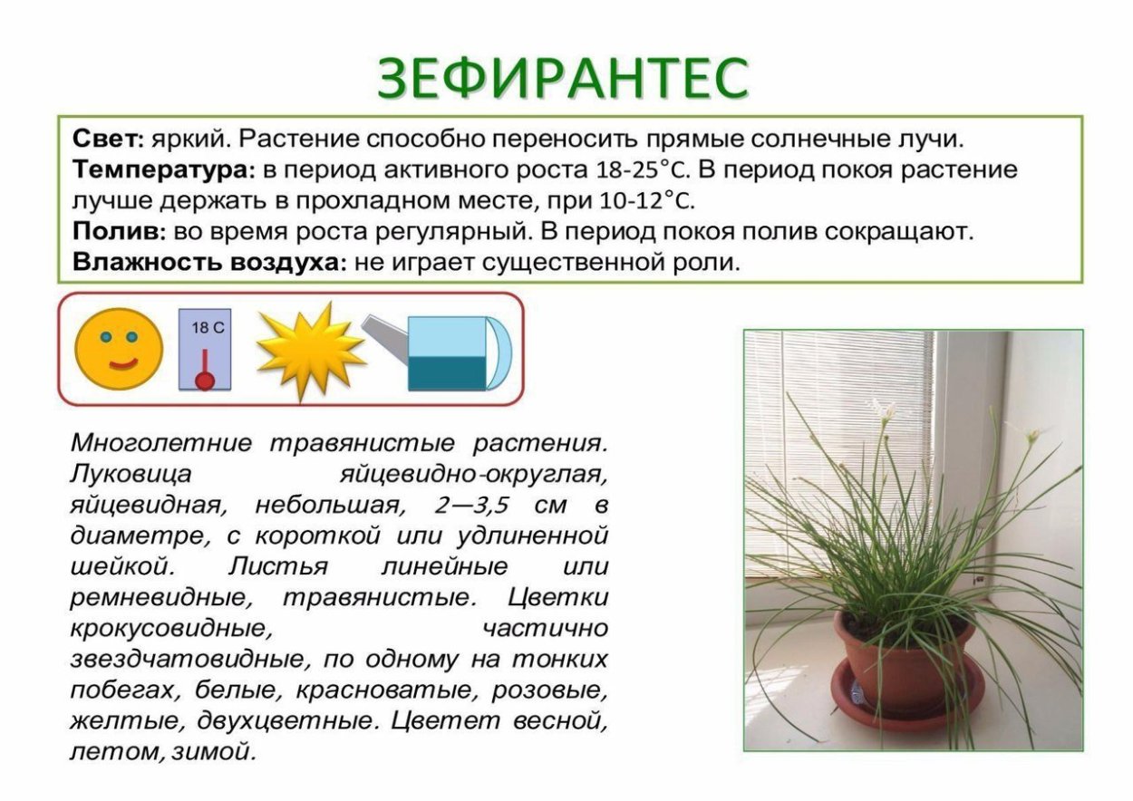 Паспорт растения хлорофитум