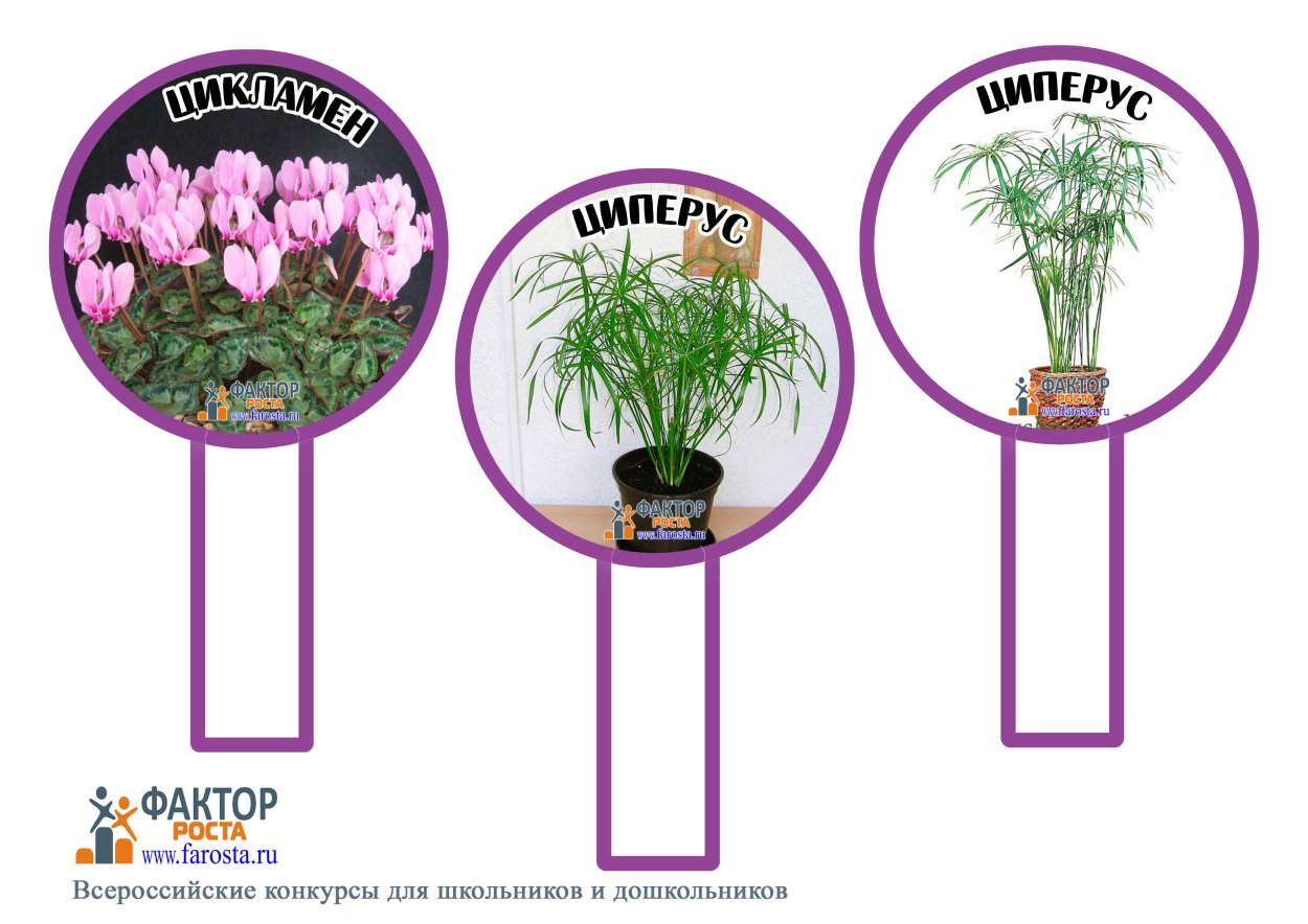 Амариллис хлорофитум