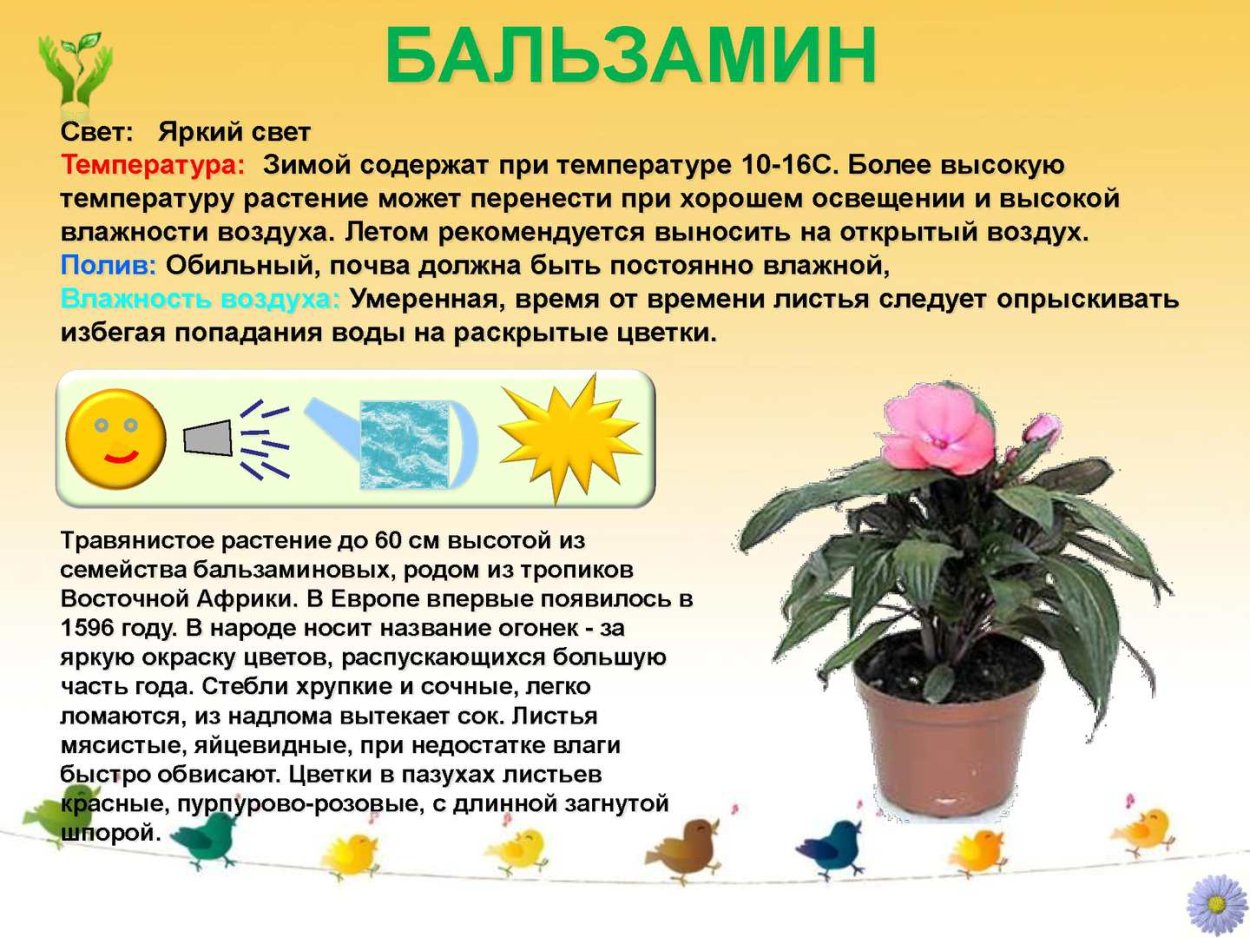 Паспорт комнатных растений хлорофитум