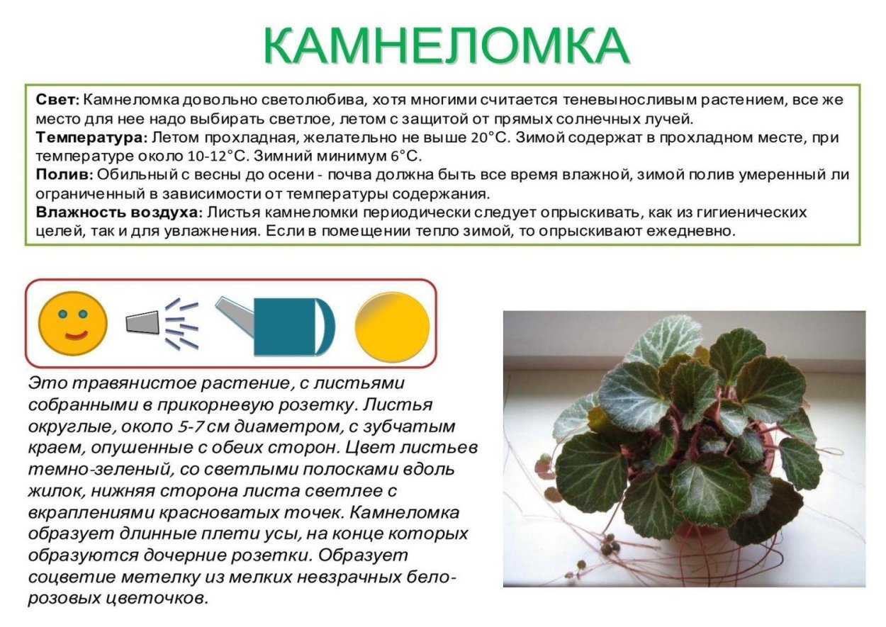 Паспорт комнатных растений зефирантес