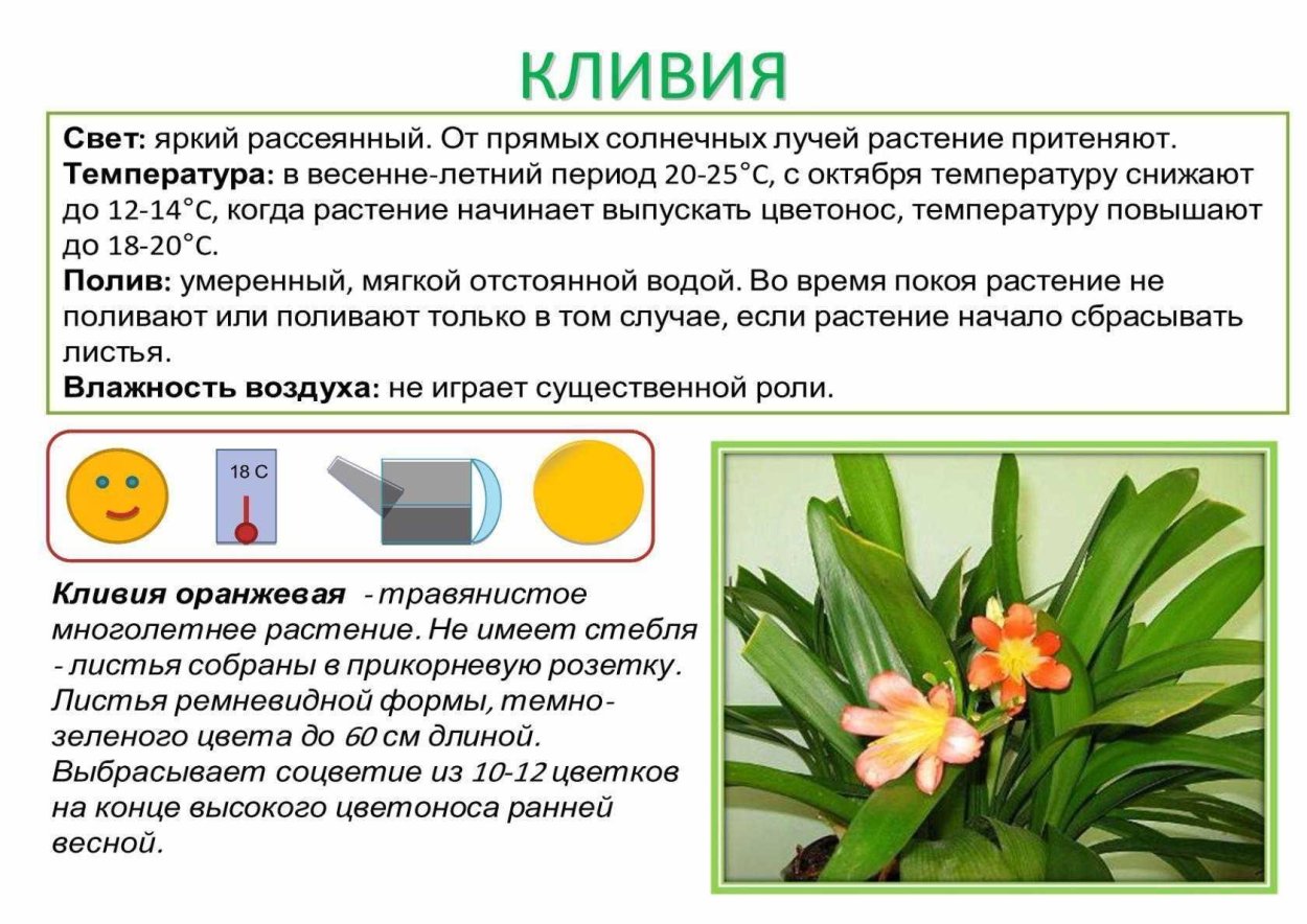 Комнатные растения поглощающие влагу