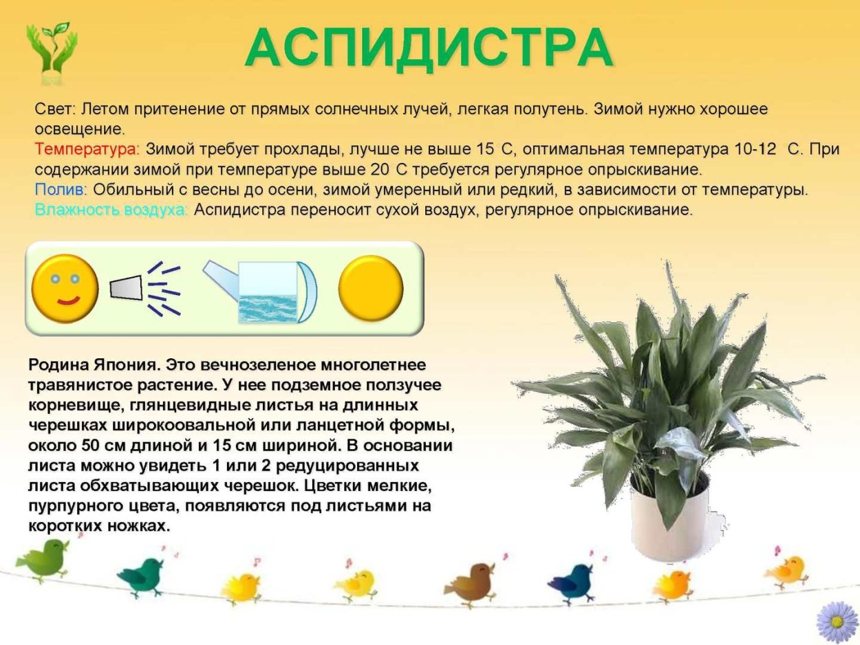 Аспидистра паспорт растения для детского сада