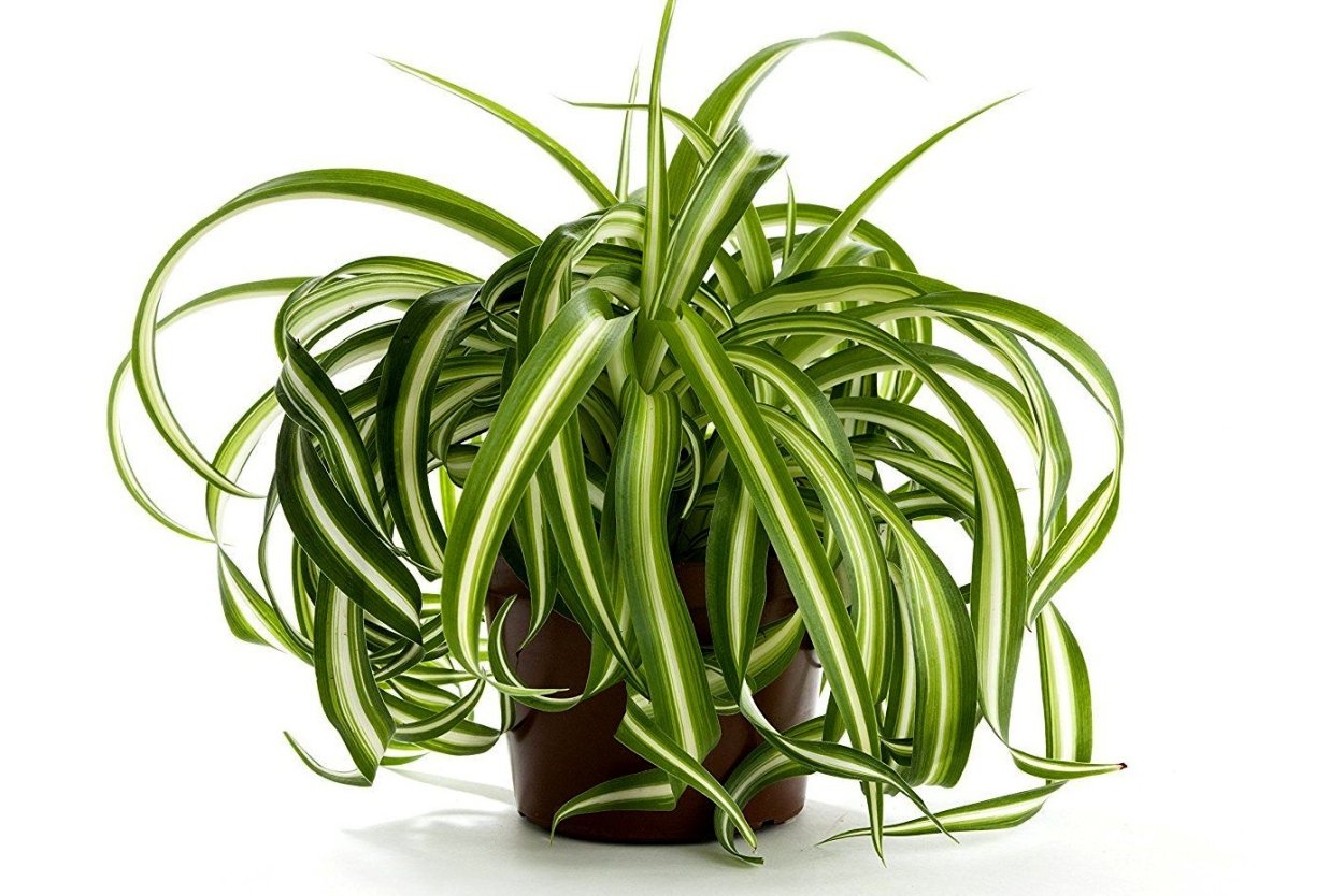 Хлорофитум хохлатый кудрявый