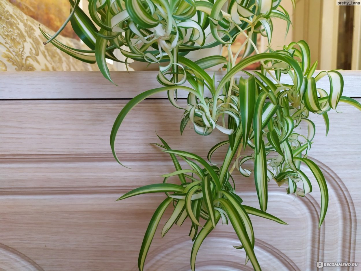 Хлорофитум хохлатый Chlorophytum comosum