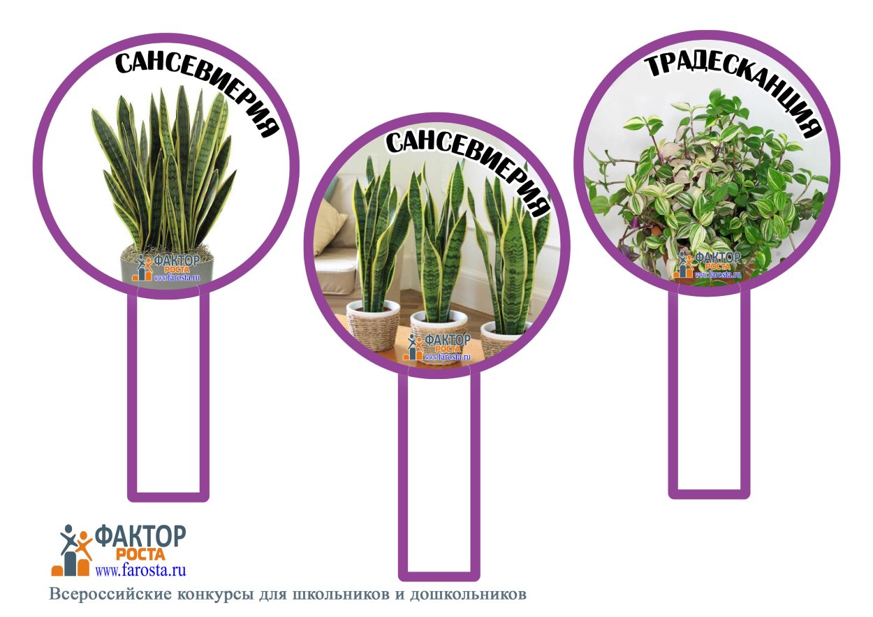 Сансевьера, щучий хвост паспорт растения