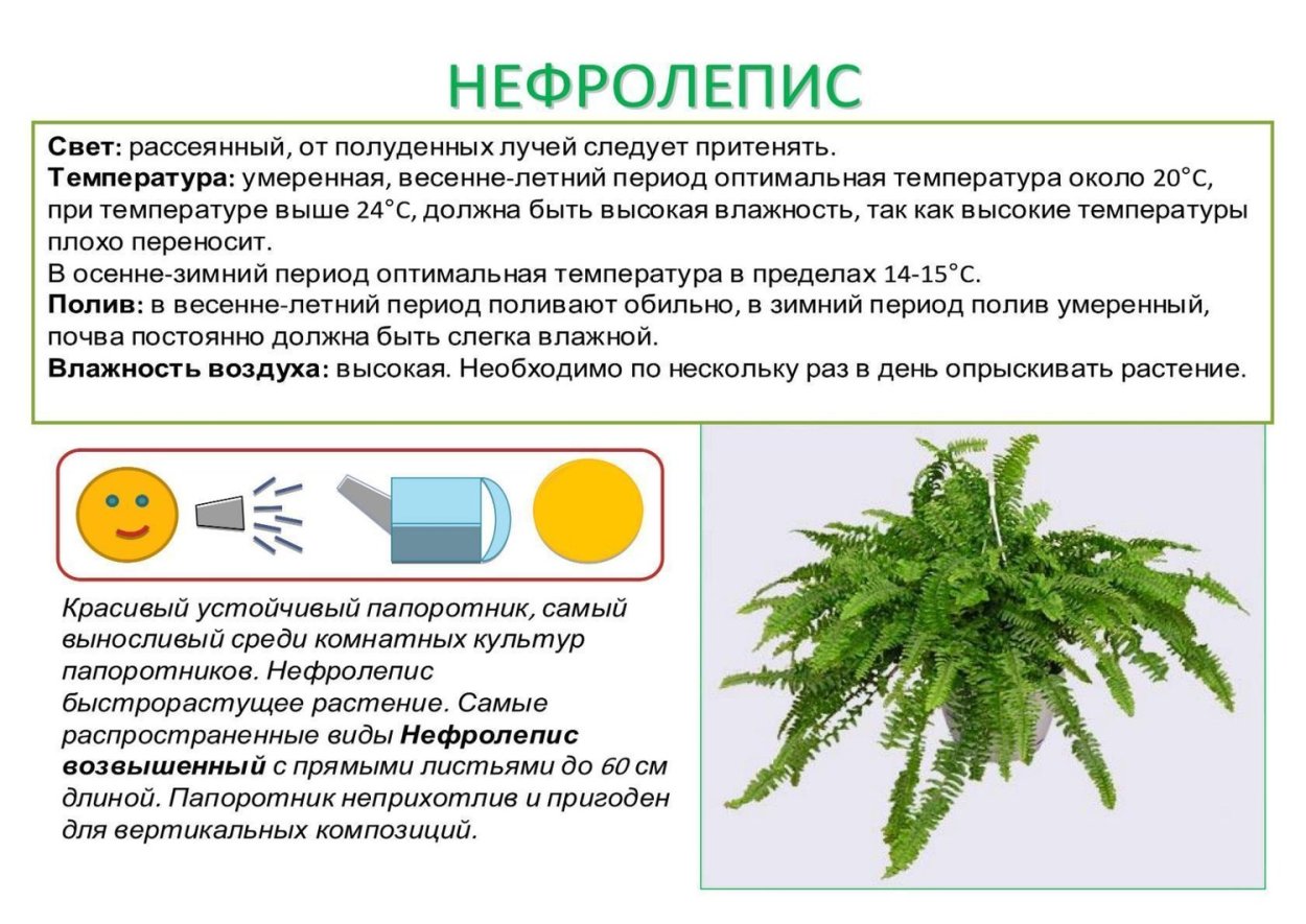 Зефирантес паспорт растения для детского сада