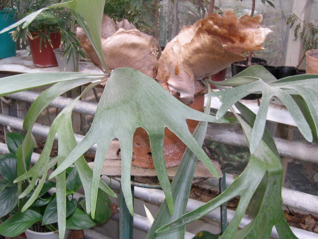 Платицериум ангольский