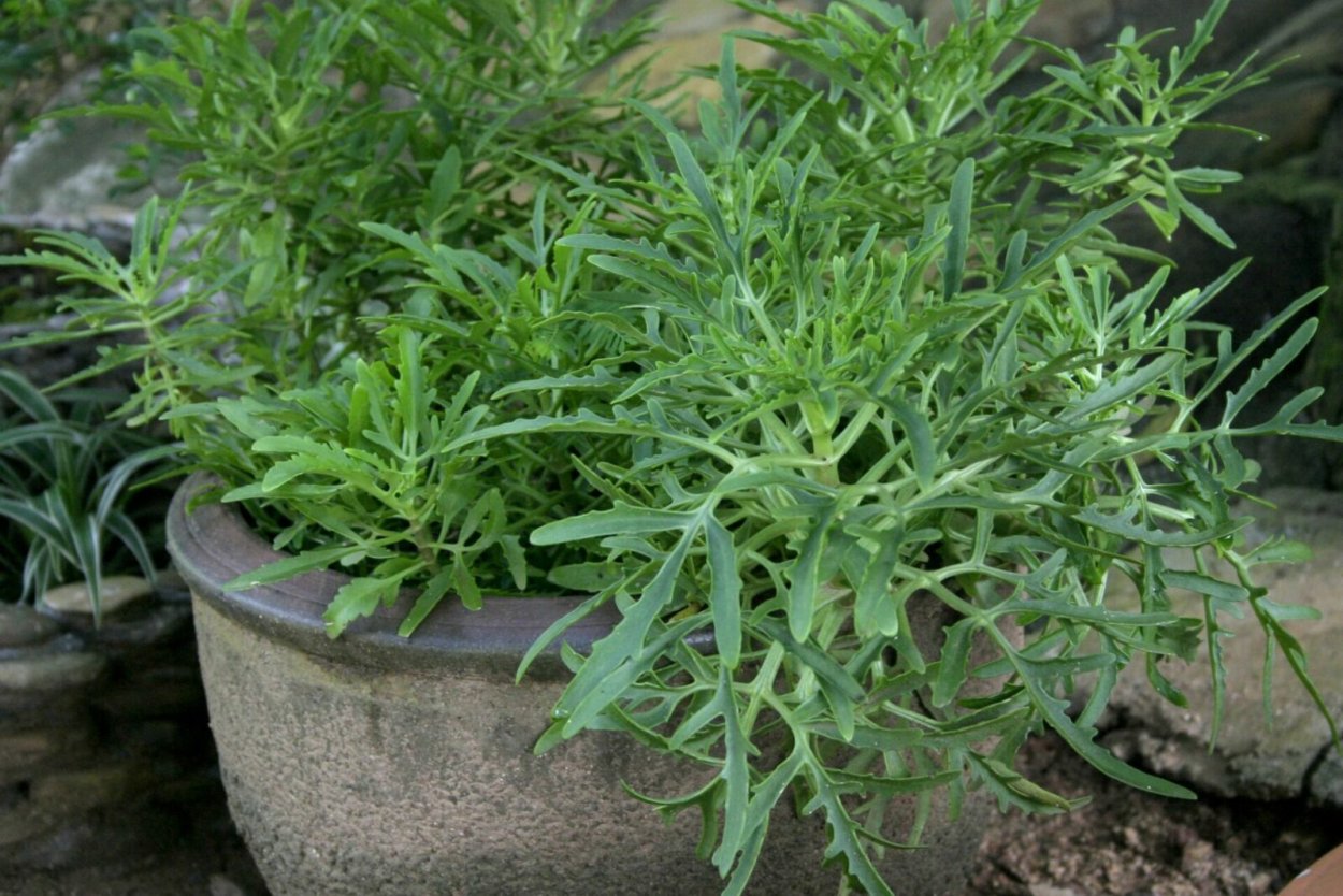 Каланхоэ Лациниата