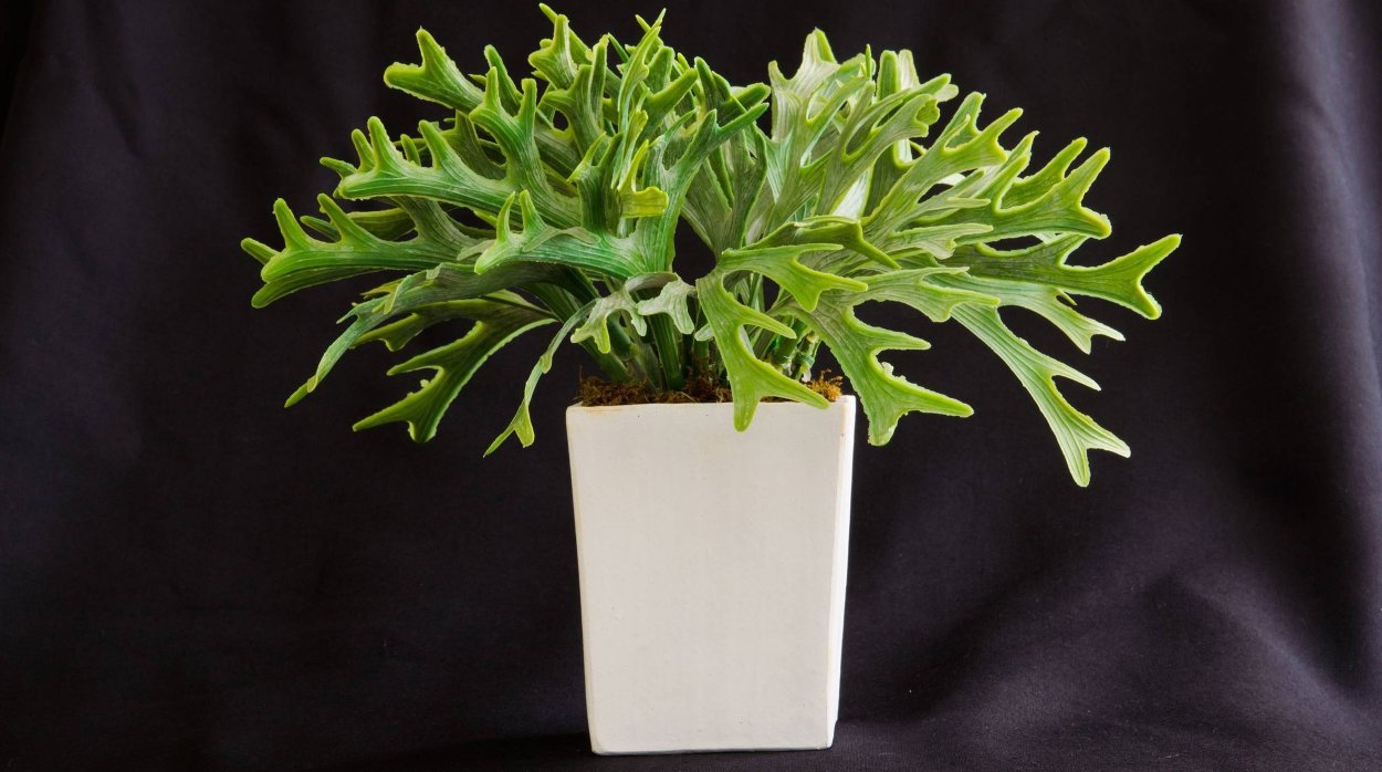 Папоротник Оленьи рога Платицериум