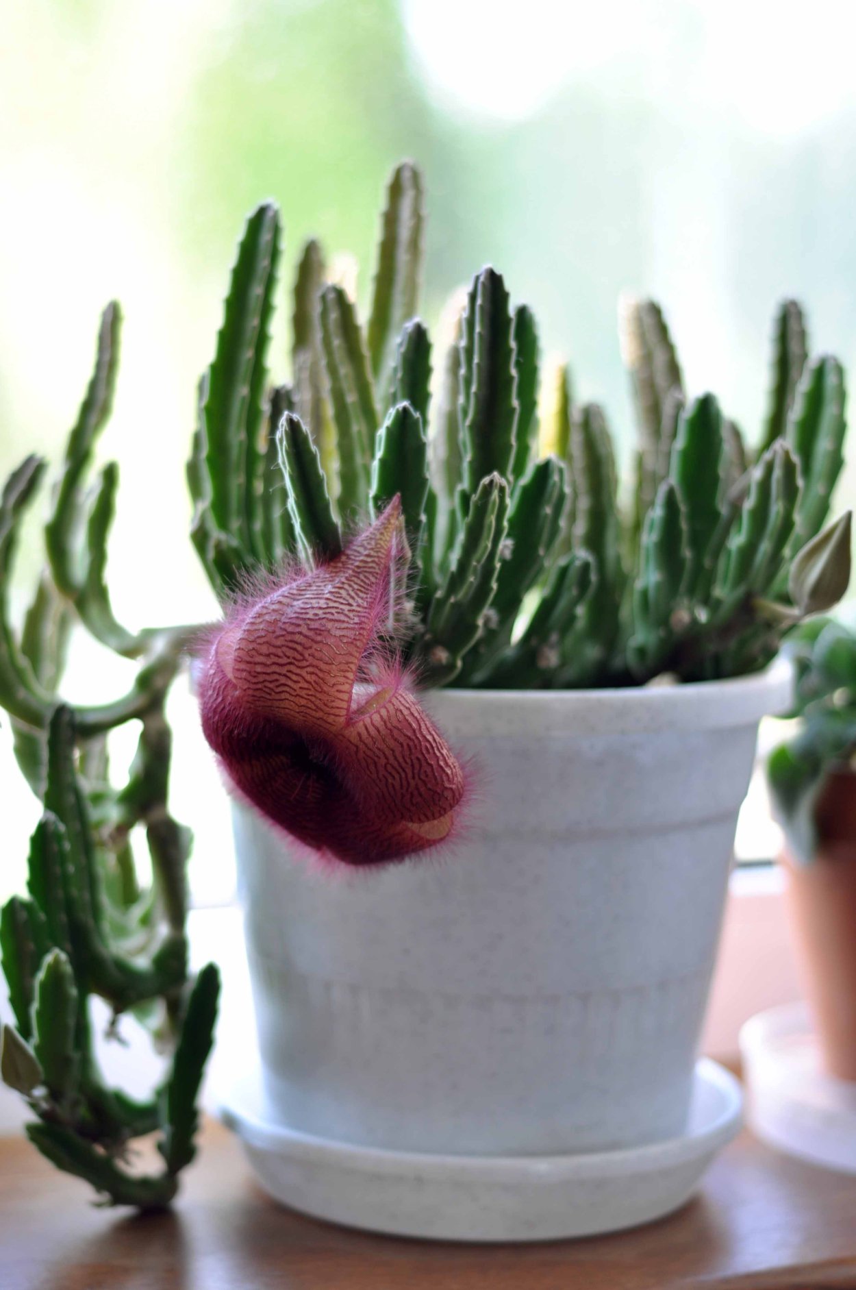 Суккулент Оленьи рога