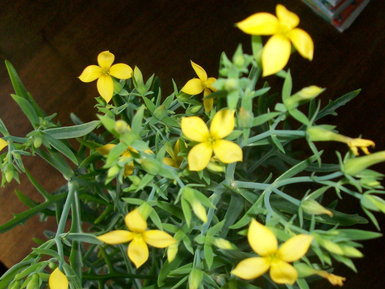 Молочай Оленьи рожки