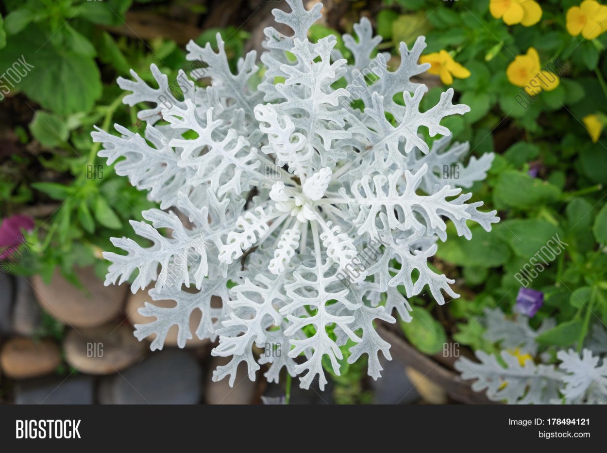 Цинерария Оленьи рожки