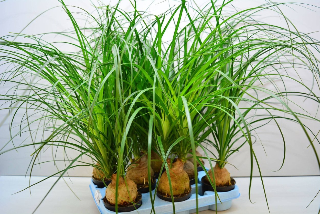 Нолина Бокарнея