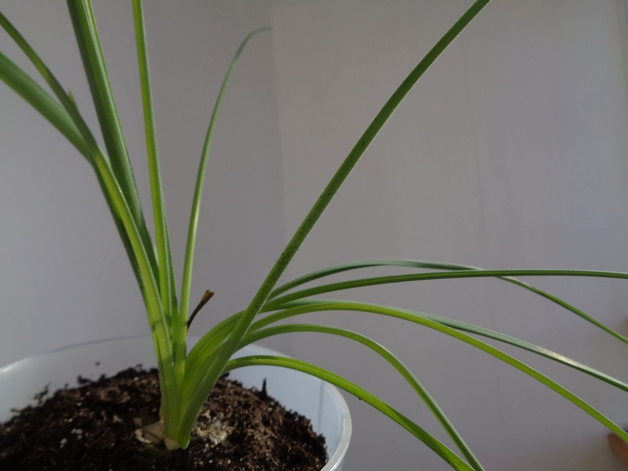 Луковичные растения Нарцисс