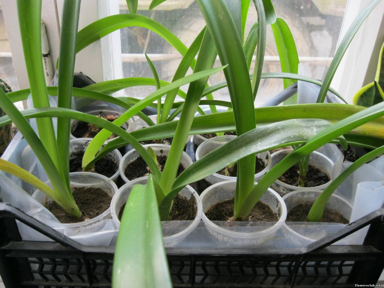 Подкормка для амариллиса