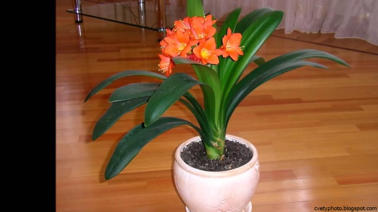 Лимонник цимбопогон