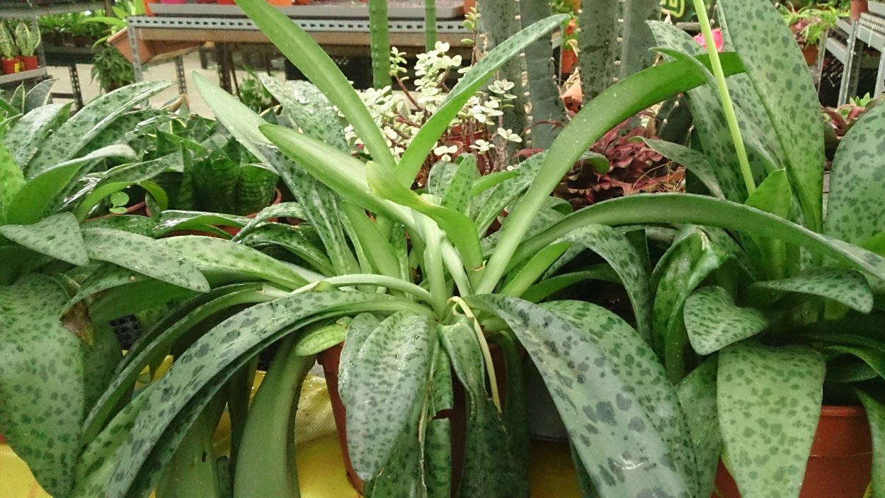 Дримиопсис кирка