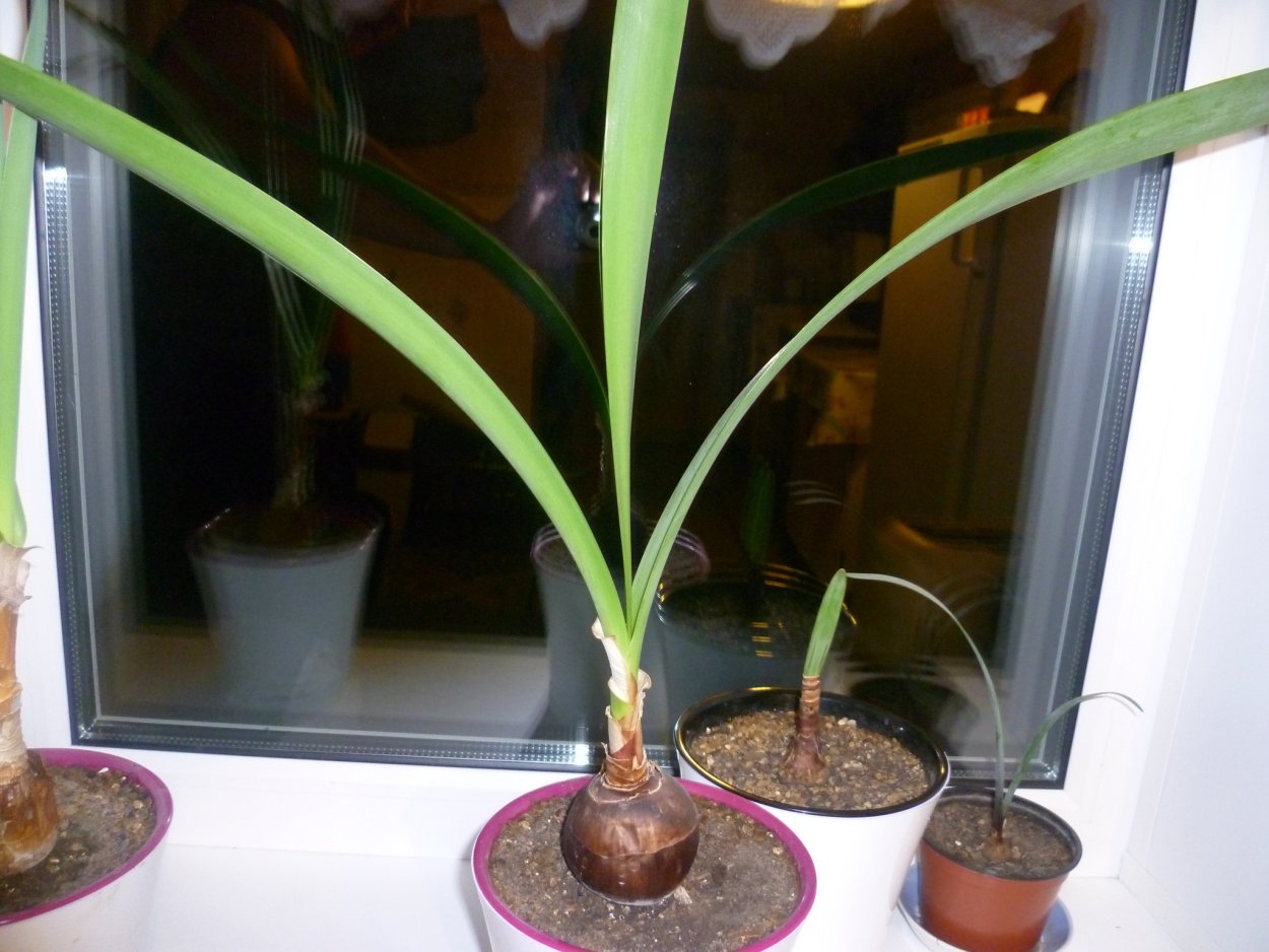 Валлота луковица