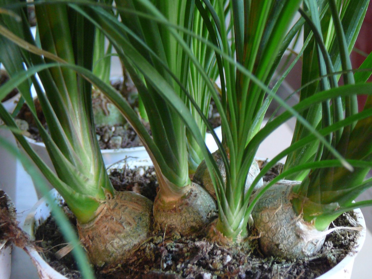 Нолина луковичная