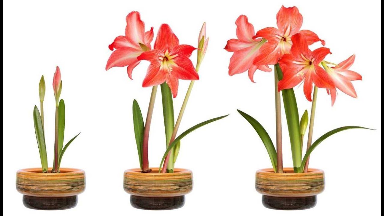 Амариллис белладонна