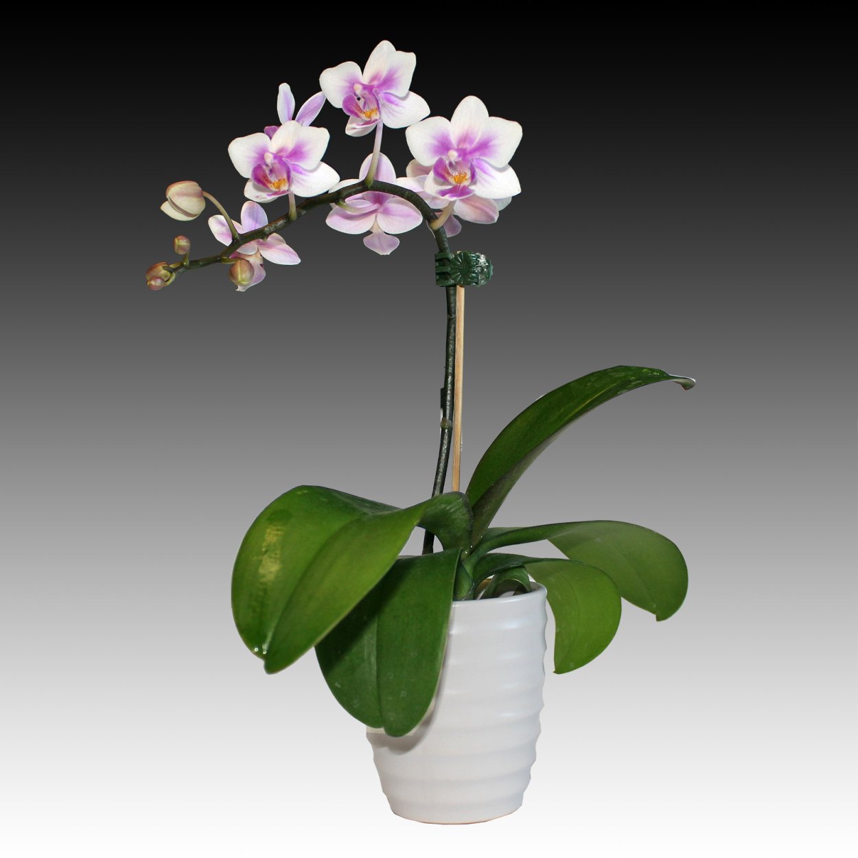 Фаленопсис Phalaenopsis White & Pink