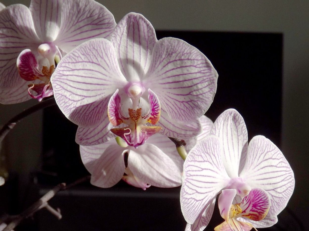 Орхидея Phalaenopsis Manila