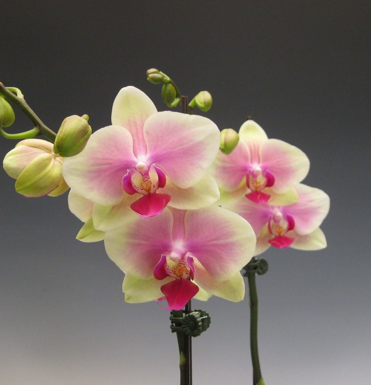 Орхидея Phalaenopsis Cleopatra