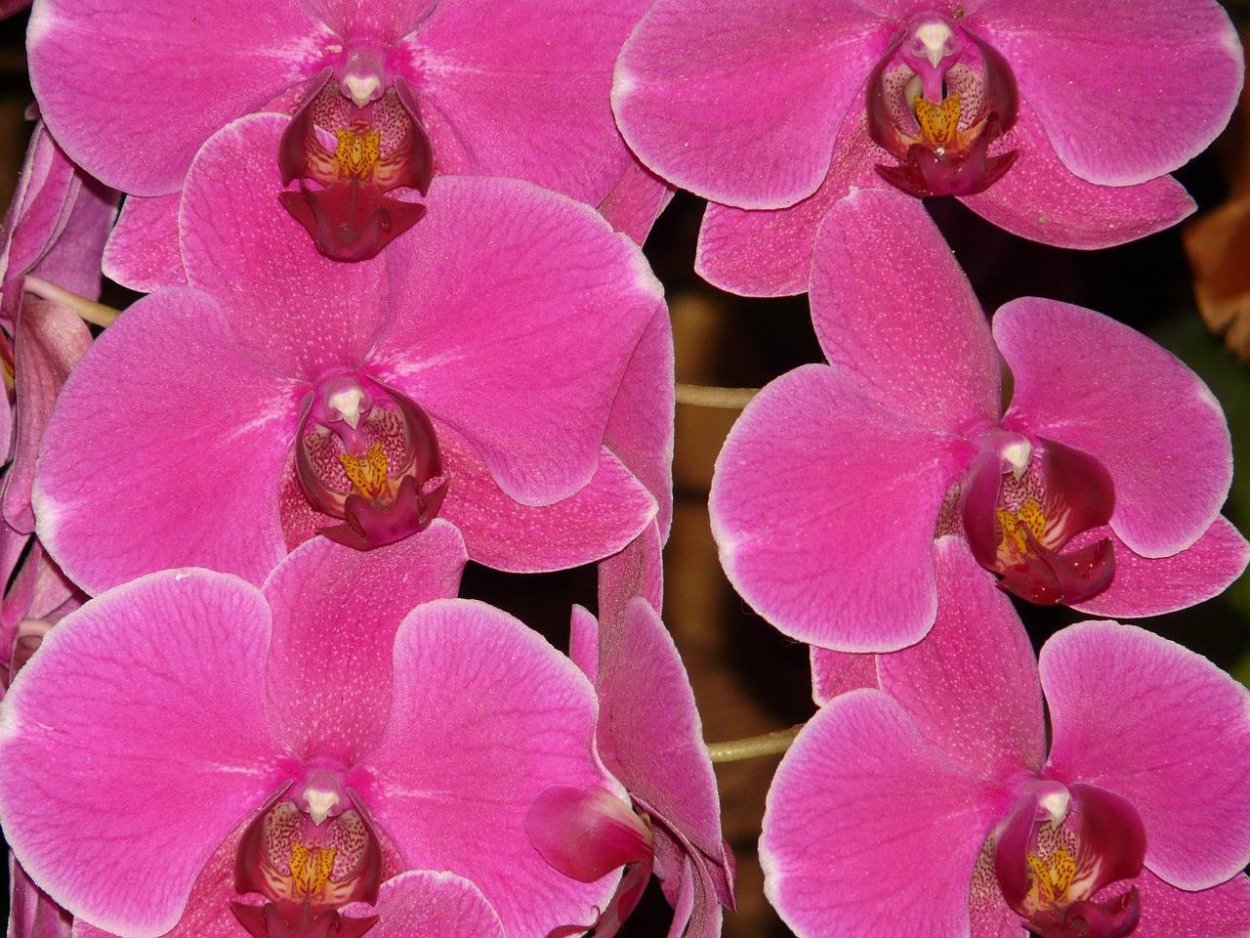 Орхидея Phalaenopsis Arcadia