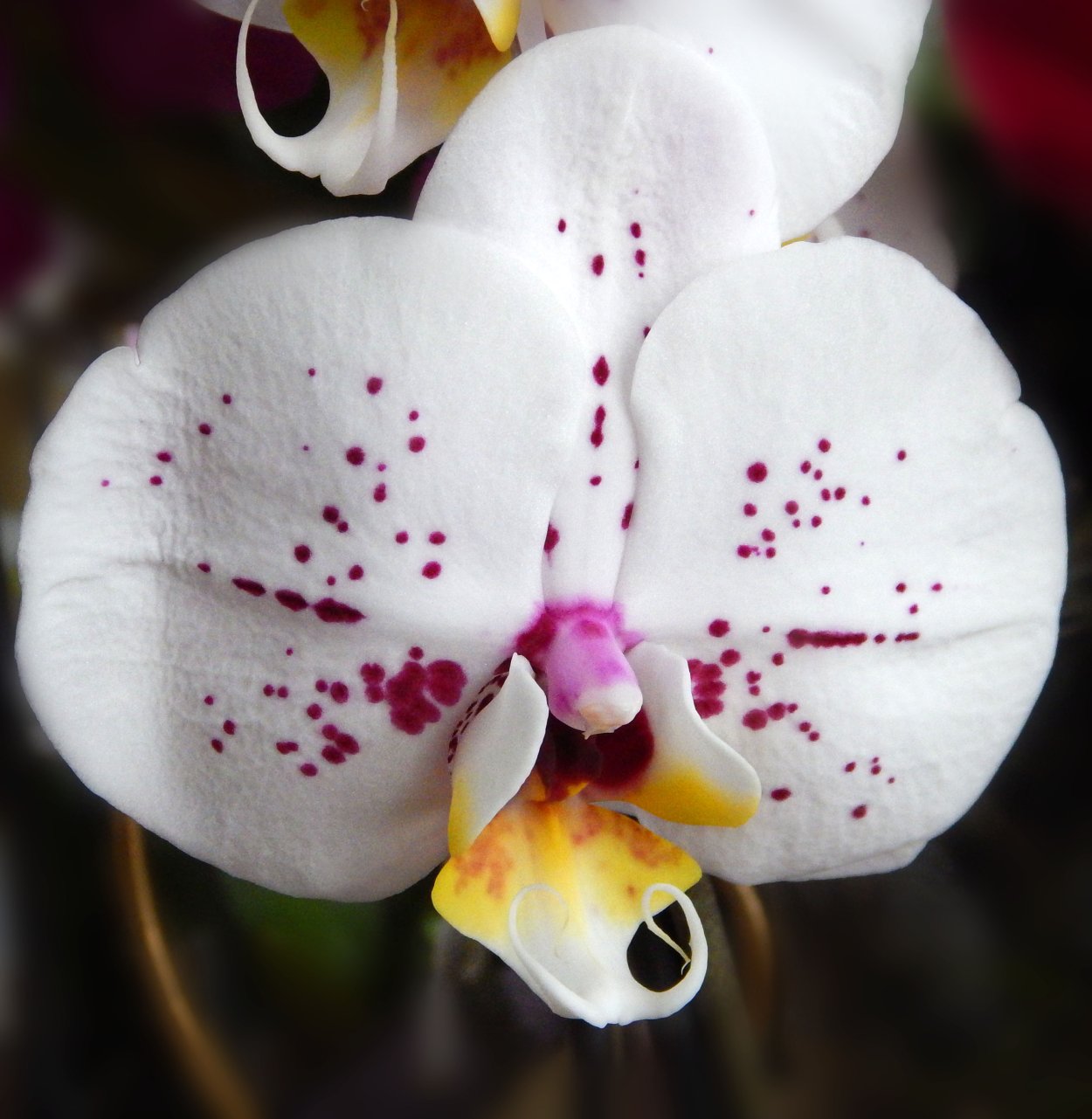 Орхидея Phalaenopsis Cobrion