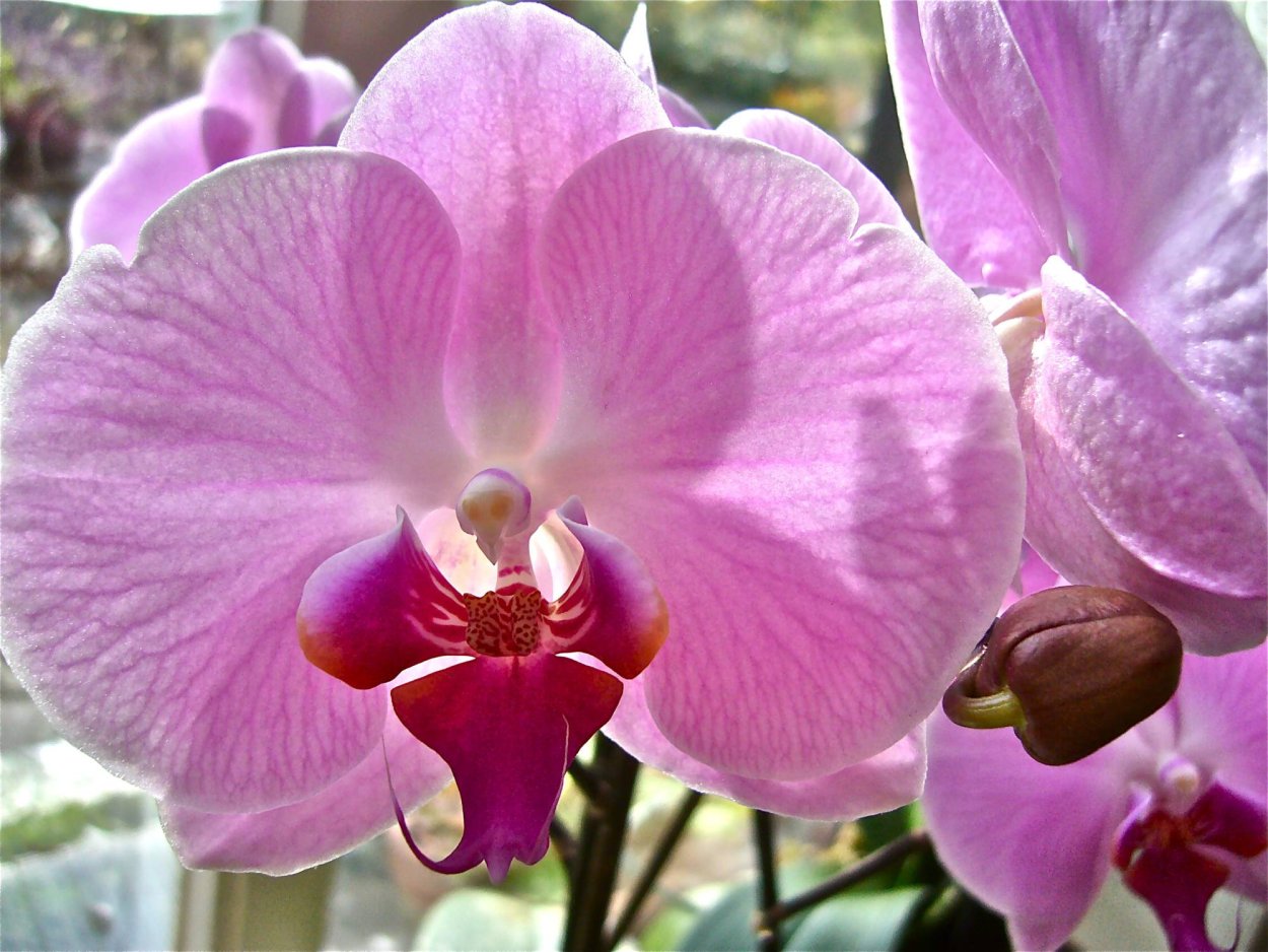 Орхидея Phalaenopsis Candela