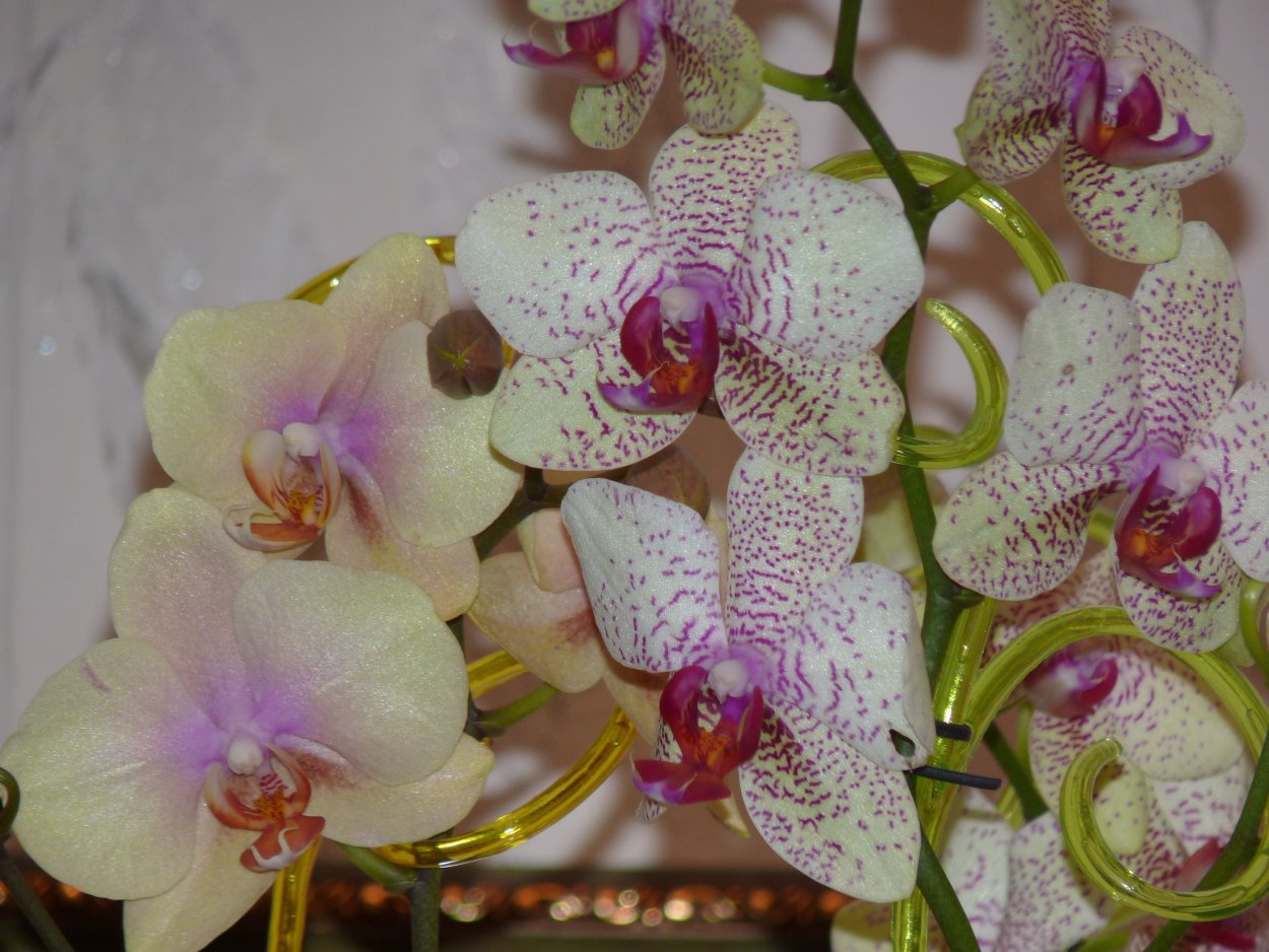 Орхидея Bernhard Phalaenopsis