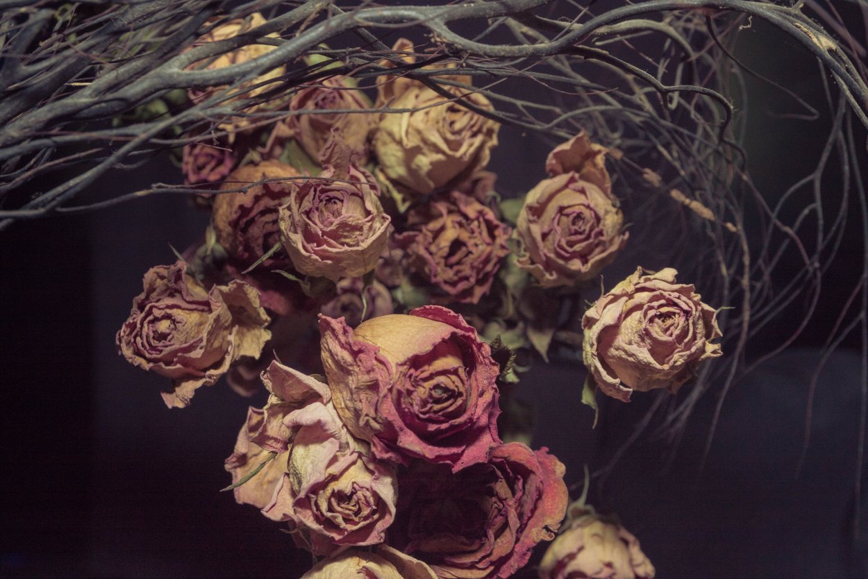 Увядшие цветы на окне