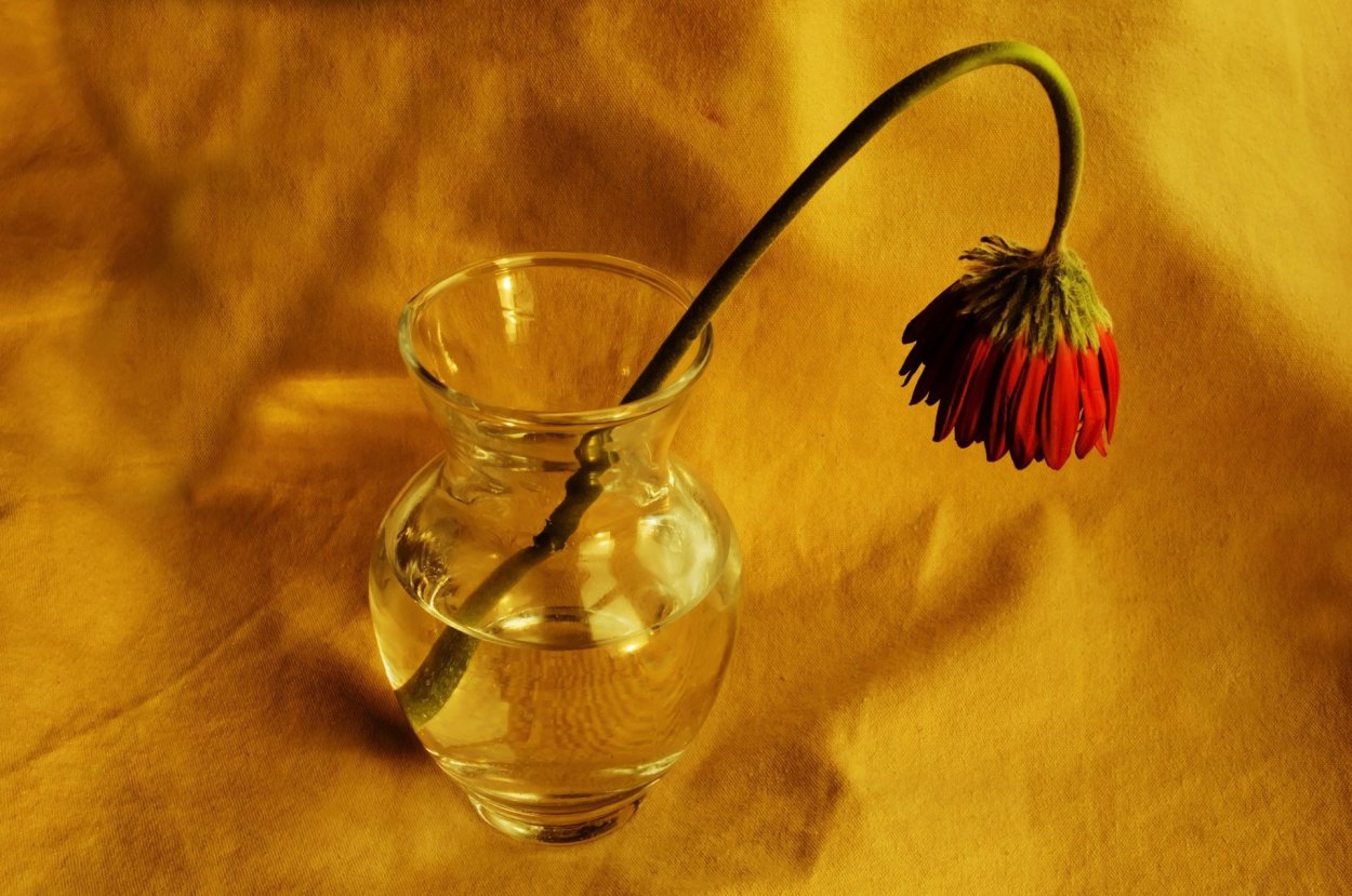 Увядшие тюльпаны