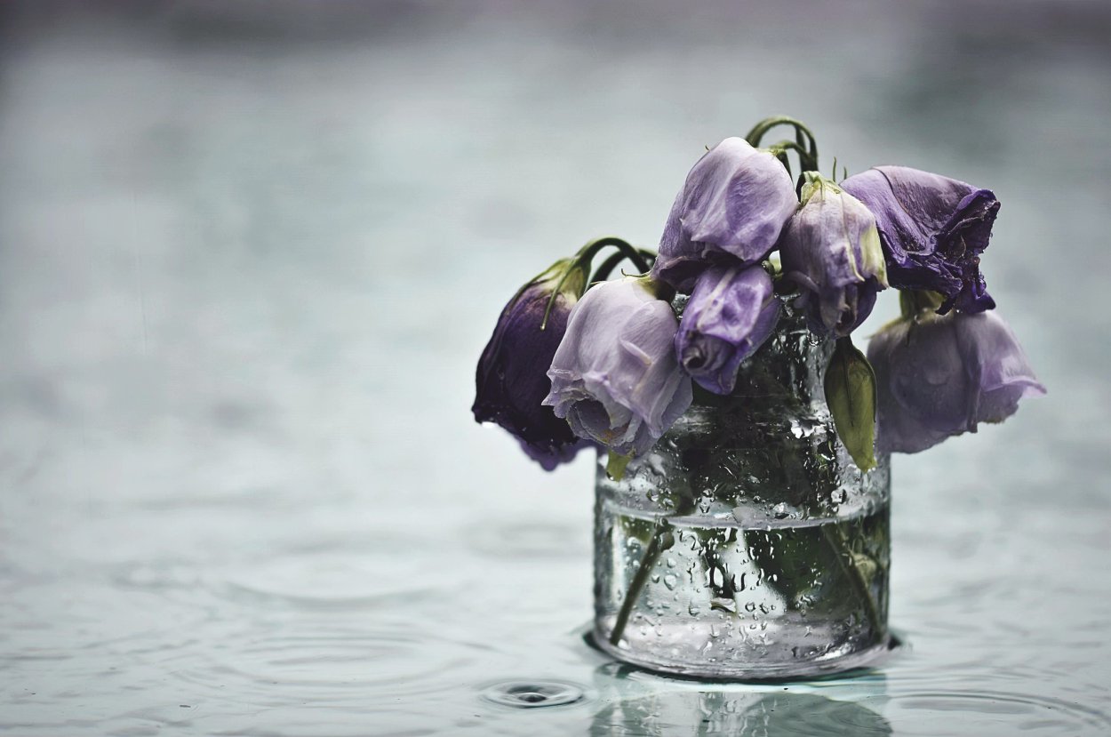 Увядшие розы в вазе