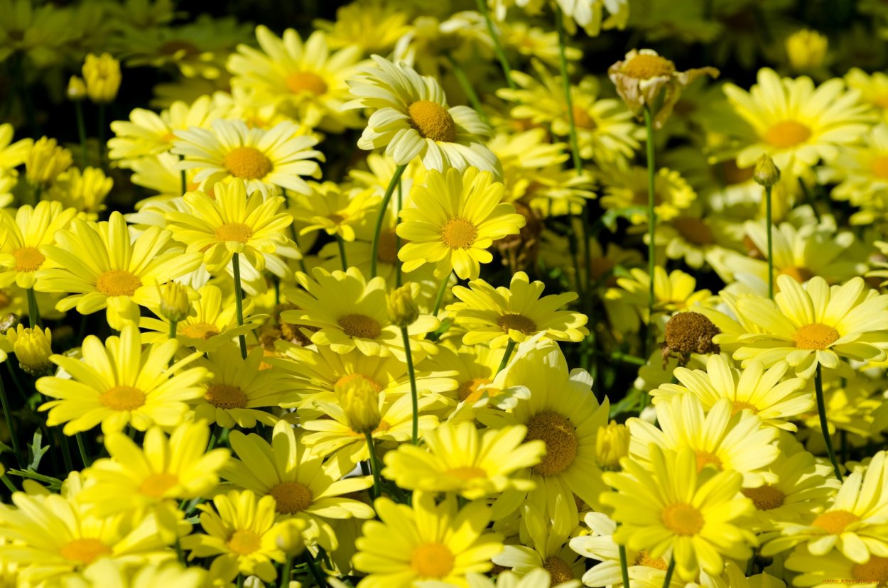 Anthemis Sancti-Johannis