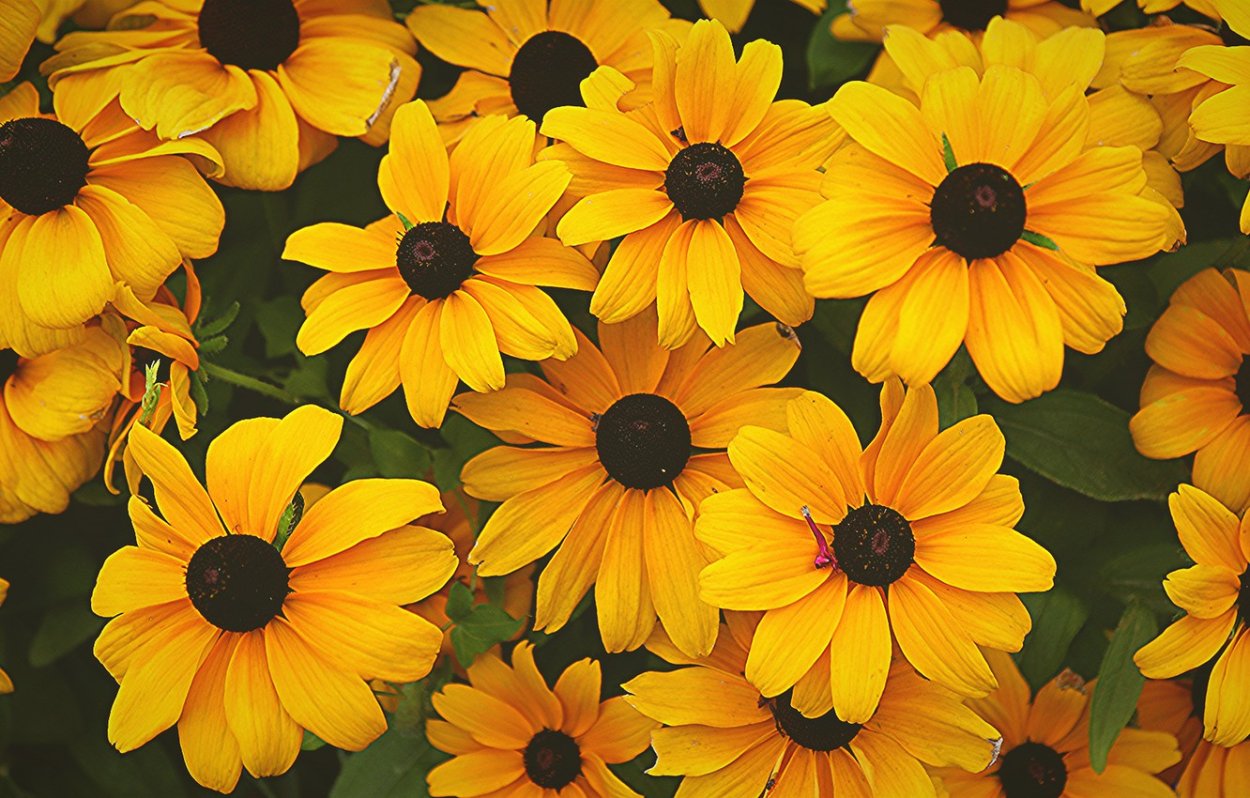 Жёлтый цветок