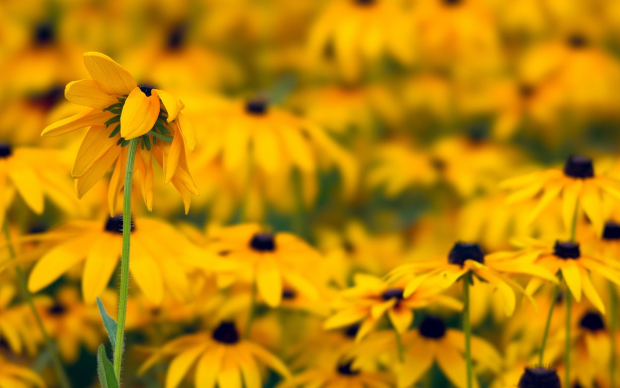 Яркие желтые ромашки