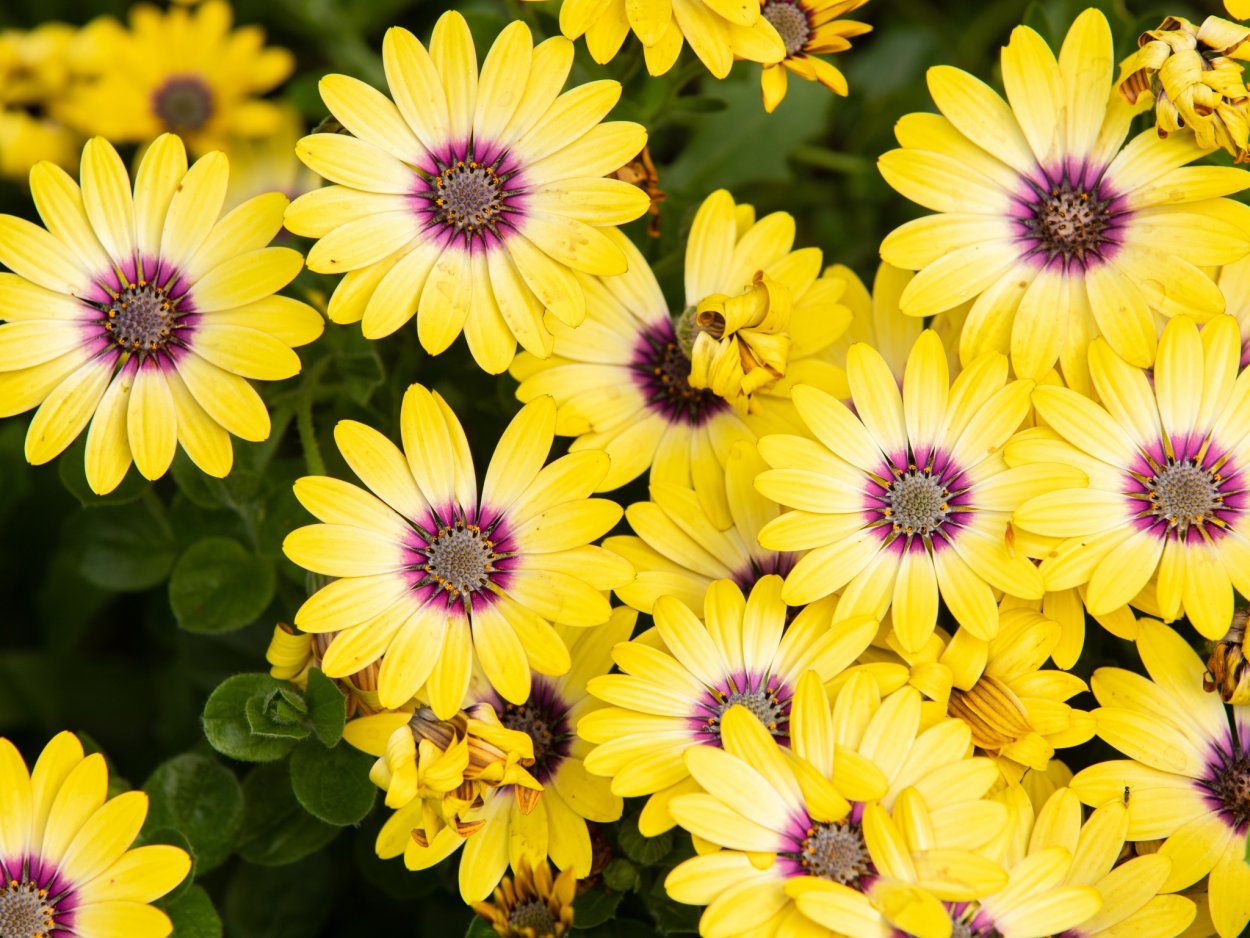 Макросъемка цветы желтые на голубом