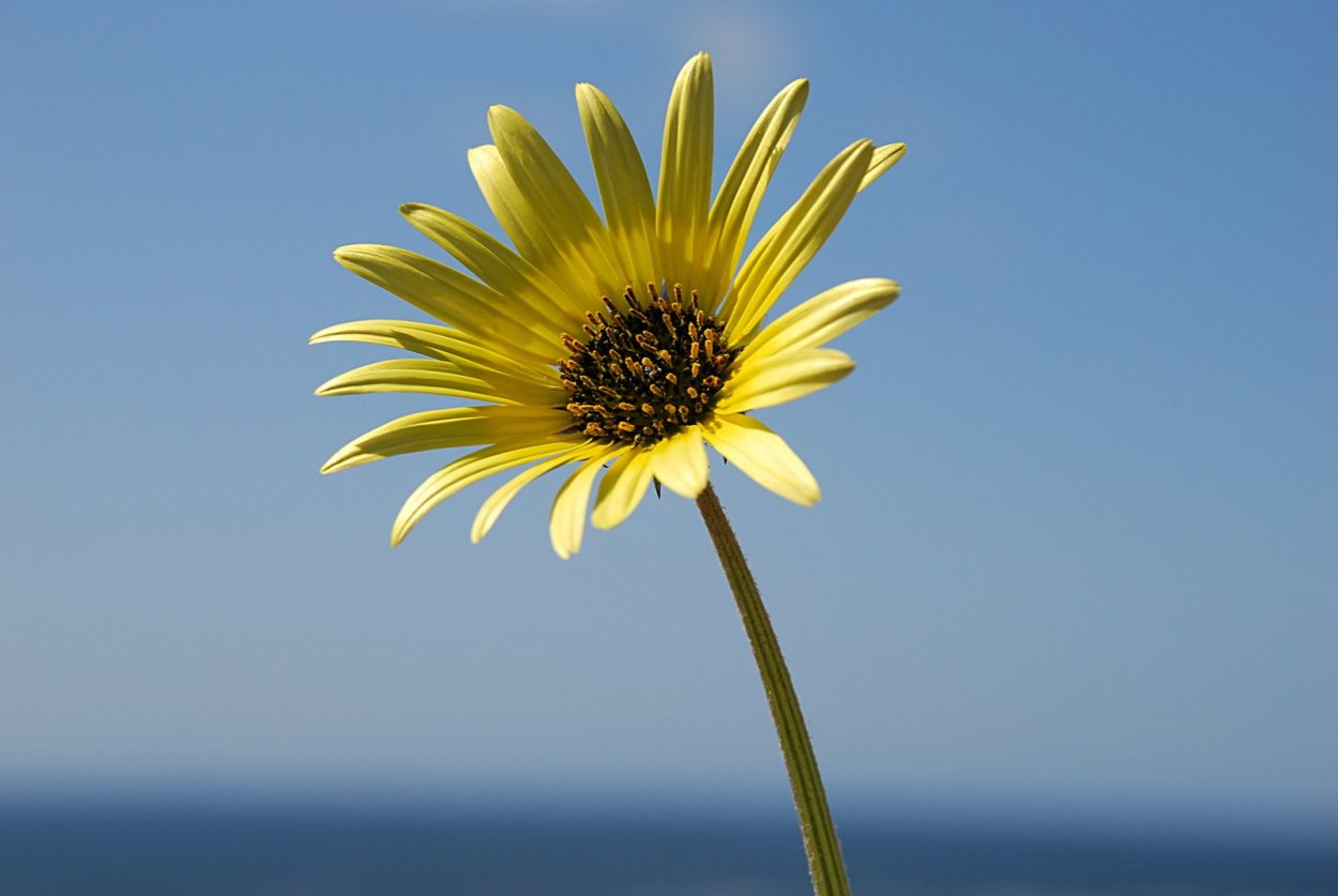 Желтые обои