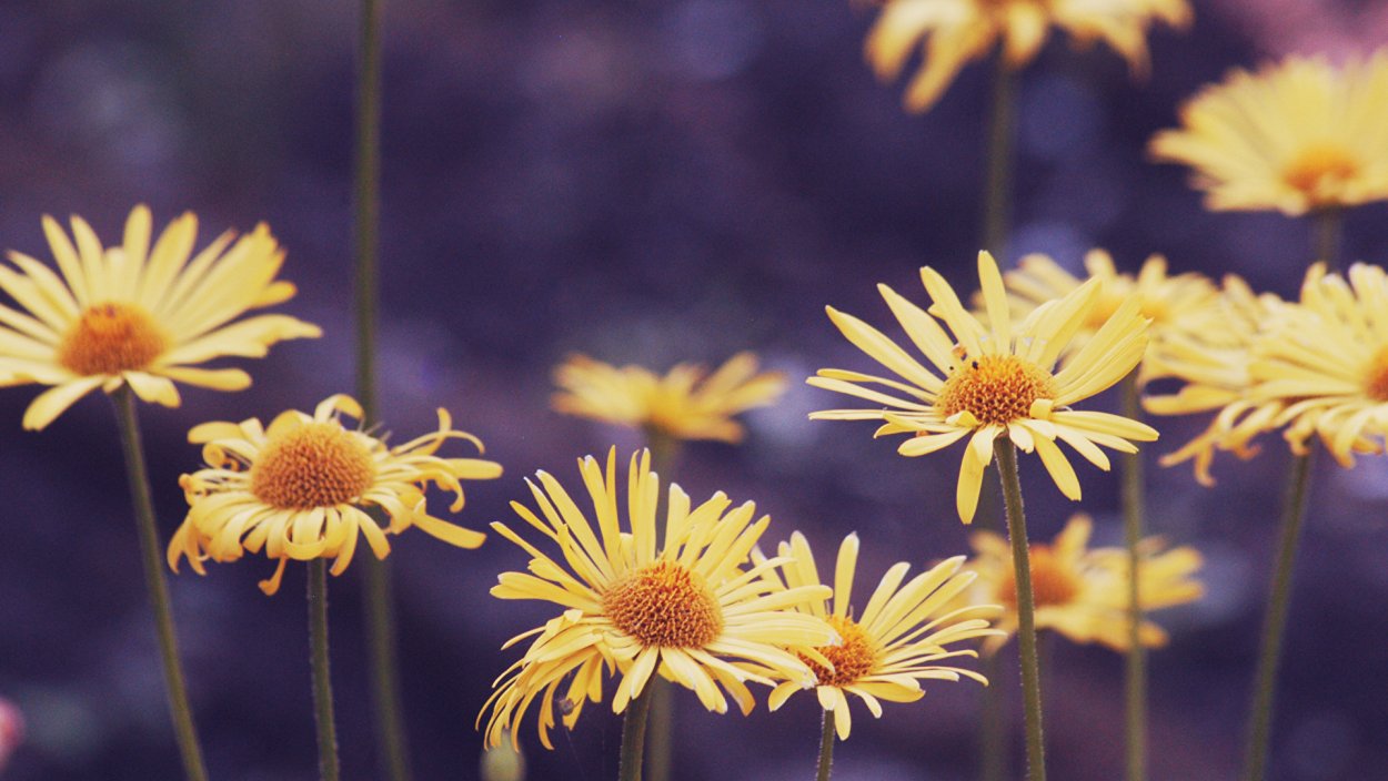 Дороникум желтая Ромашка козульник