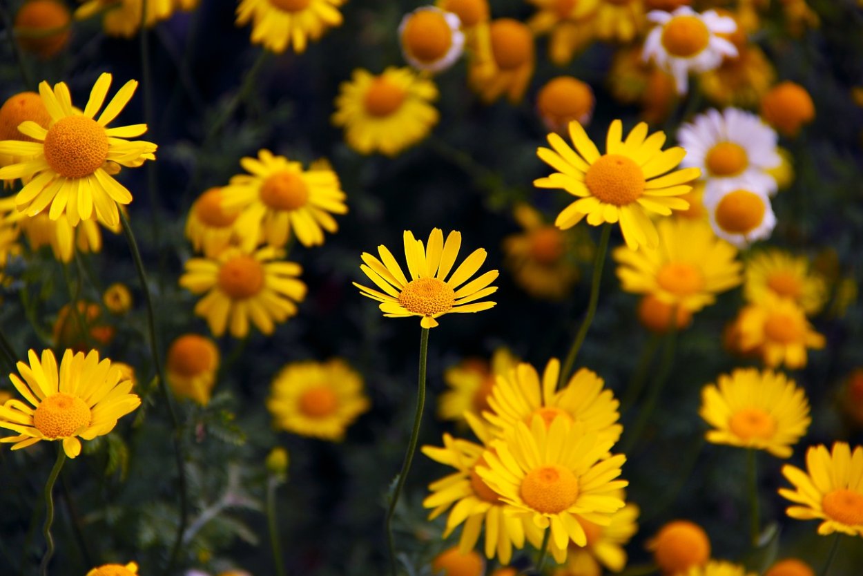 Жёлтый цветок