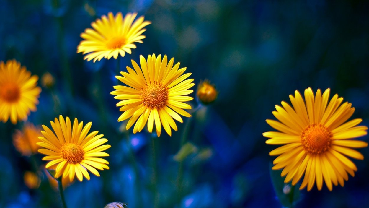 Желтая Ромашка на столе