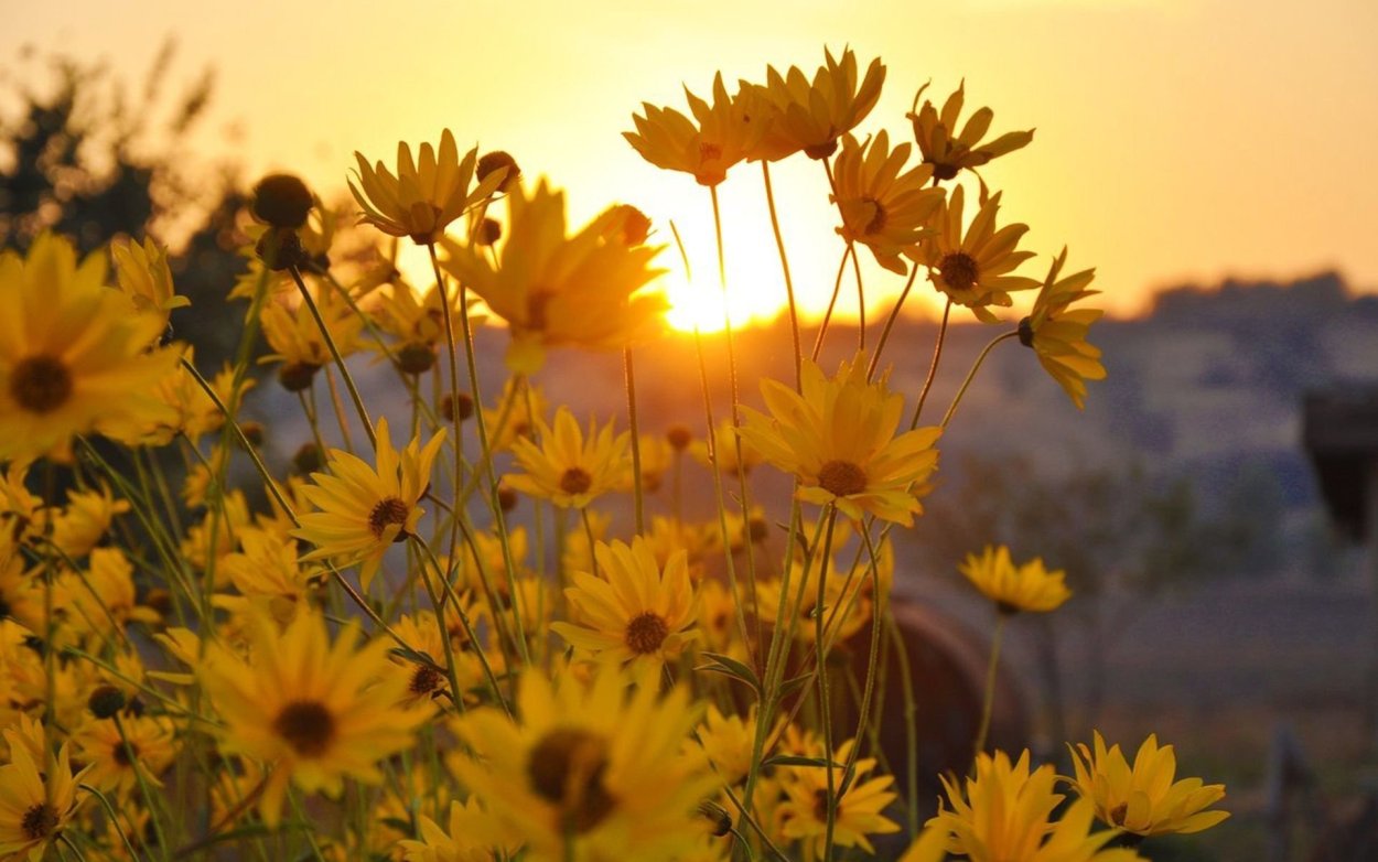 Букет подсолнухов и ромашек